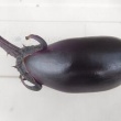 今日の収穫 ナス1個