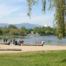 バンクーバーでも桜が満開、世界有数の桜の街！？