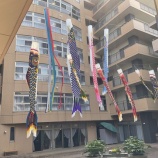 『鯉のぼりあがりました🎏』の画像