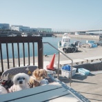 元保護犬 マルチーズとトイプードルの記録♪