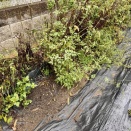 雨上がり、落花生の収穫はできなかった