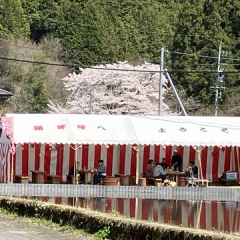 飛騨かなやまの桜　開花状況 2026