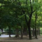 中国人が夜中に日本の公園の木の下に集まってるのはなぜ！？　海外の反応。