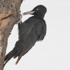 『投稿：初めて会う「ゲラ系」特集　2024/03/12』の画像