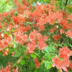 山の草木に息吹を与える風