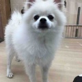 ポメラニアンくん🐕💨