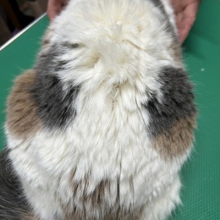 猫ちゃんだって綺麗になりたい2025