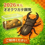 オオクワガタの常温飼育記録