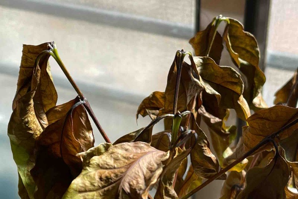 歩けおっさん By Rappo 楽歩 コーヒーの木