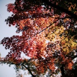 『紅葉狩りｽﾎﾟｯﾄ🍂『2025.11 岡山後楽園❻』岡山市北区後楽園』の画像