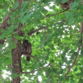 2026天然記念物大銀杏でアオバズクを撮る16🦉📸（足利市鑁阿寺）