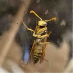 庭の生き物を愛でてます・台所で生き物を育ててます