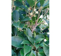 【インフルエンザ】大阪はとうとう「警報」レベル越えました