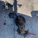 離島アジングのつもりが