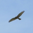2026年8月1日の野鳥公園