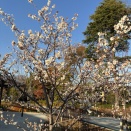 「禁忌の子」（山口未桜）　～令和徒然紀行～