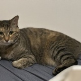 愛猫マジック