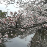『鶏ハムとレタスの炒飯・桜満開』の画像