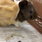 ドッグ&キャッツ綿半稲里店　情報