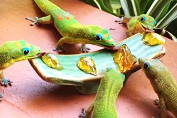 新鮮な可愛い トカゲ 画像 最高の動物画像