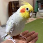 waka ⭐ のの＆のあ そしてぎずも