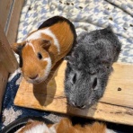 茅ヶ崎ふれあい動物園blog