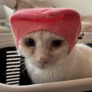 痛みとともに生きる猫　20251025