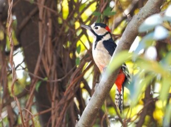 2026年1月30日の野鳥公園