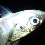  釣果で証明する釣りの理論 ── 私が思うところ。