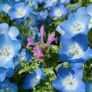 #860【仏座（ほとけのざ）春の花々】