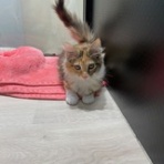 名古屋市 北区 ペットショップ ワンラブ NEWクロスタウン店ブログ