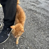 ガリガリのシータさんのみたいな茶トラの子猫を保護しました。①
