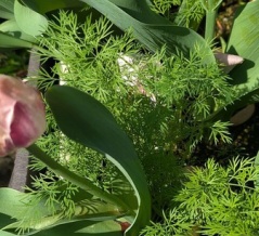 グッジョブ！！雨の前の庭仕事🫡