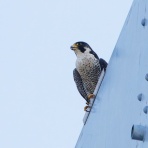 お城と淀川の鳥撮り記