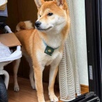 風太通信～柴犬風太の日記帳