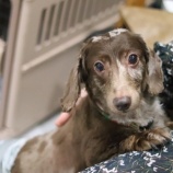 『7月15日（土）～17日（月・祝）は譲渡会です』の画像