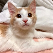 手作り猫ベッドがなかなか完成しない理由
