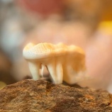 『美しい熊の歯』の画像