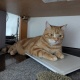 猫、かわいい…