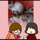 保護猫カリカリ
