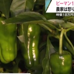 エックス速報　