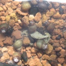 ヒメタニシがオオタニシより優れているところ