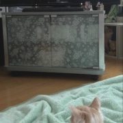 映画「冬のソナタ」を観てきました。