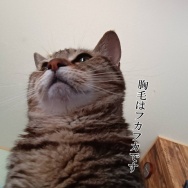 入り浸りポンちゃん。と、土星の波石つくりました。