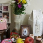 溺愛犬日記―僕は小春を愛しすぎている―