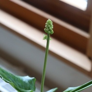 【MOO＆PLANT】これで化学物質からさよならできるといいな♪