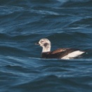 夏羽が多く残るコオリガモ雄 Long-tailed Duck