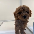 新入りプードルちゃん