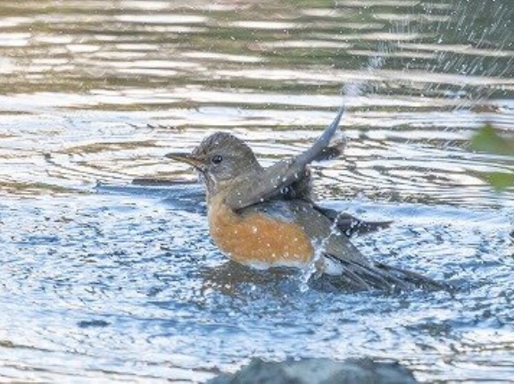 2026年1月29日の野鳥公園