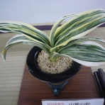 万年青　神奈川県支部の有志